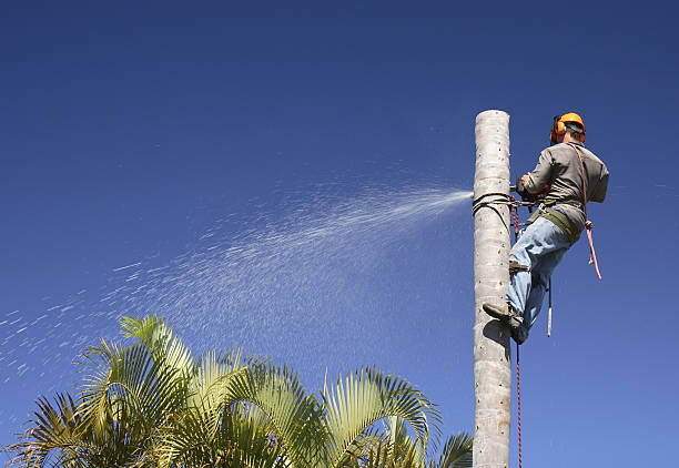Best Leaf Removal  in Lockeford, CA
