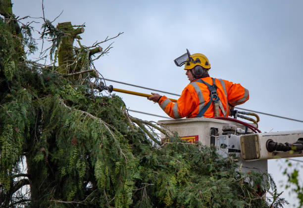 How Our Tree Care Process Works  in  Lockeford, CA