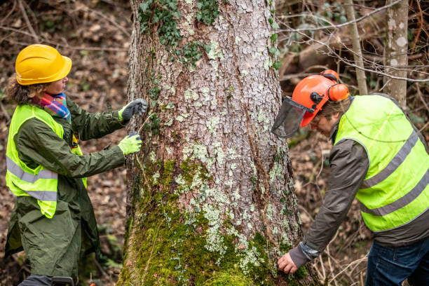 Best Tree Removal  in Lockeford, CA