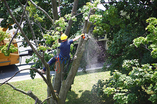 Best Tree Cabling and Bracing  in Lockeford, CA