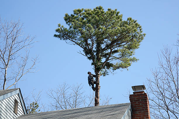 Best Commercial Tree Services  in Lockeford, CA