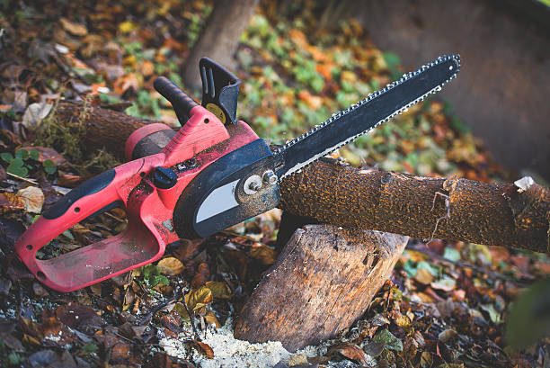 Best Palm Tree Trimming  in Lockeford, CA