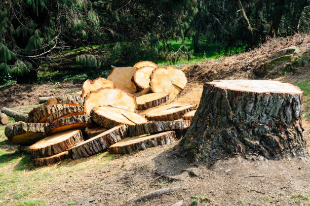 Best Fruit Tree Pruning  in Lockeford, CA